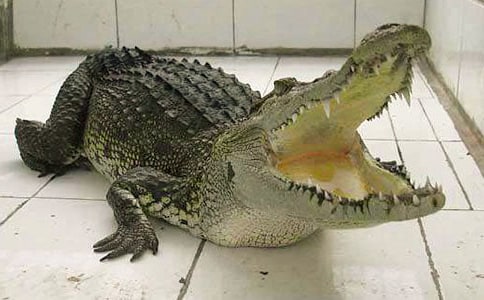 已婚女人梦见鳄鱼预示着什么