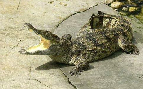 ����������Ъ����