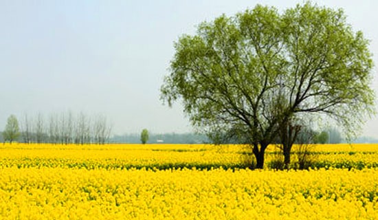 大学生春游活动策划书